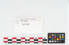 Etikett zu Leichenbrand (NHMW-PRAE-002243d)